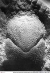 Historisches Foto von Eopaguropsis schindewolfi (Fraaije et al., 2019) (NHMW-AFW-GEO-BACHMAYER-FOTO-1990-0041-3369)
